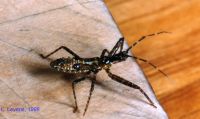 thumbnail image of subject