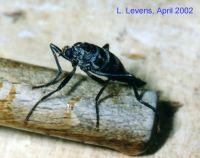 thumbnail image of subject