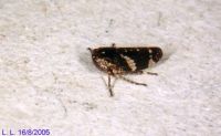 thumbnail image of subject