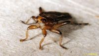 thumbnail image of subject