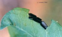 thumbnail image of subject