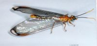 thumbnail image of subject