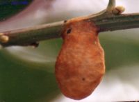 thumbnail image of subject