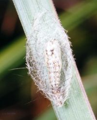 thumbnail image of subject