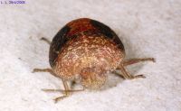 thumbnail image of subject