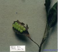 thumbnail image of subject