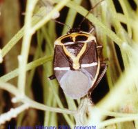 thumbnail image of subject