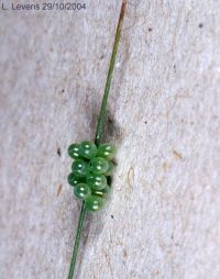 thumbnail image of subject