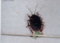 thumbnail image of subject