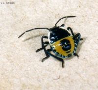 thumbnail image of subject