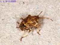 thumbnail image of subject