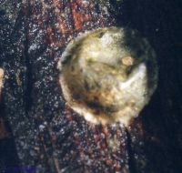 thumbnail image of subject