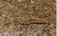thumbnail image of subject