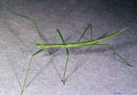 thumbnail image of subject