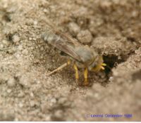 thumbnail image of subject