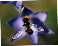 thumbnail image of subject