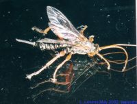 thumbnail image of subject