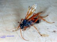 thumbnail image of subject