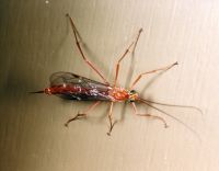 thumbnail image of subject