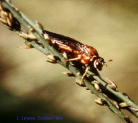 thumbnail image of subject