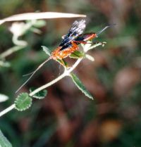 thumbnail image of subject