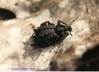 thumbnail image of subject