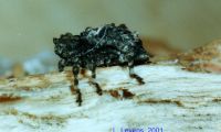 thumbnail image of subject
