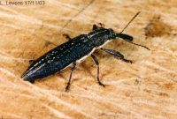 thumbnail image of subject