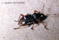 thumbnail image of subject