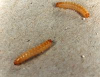 thumbnail image of subject