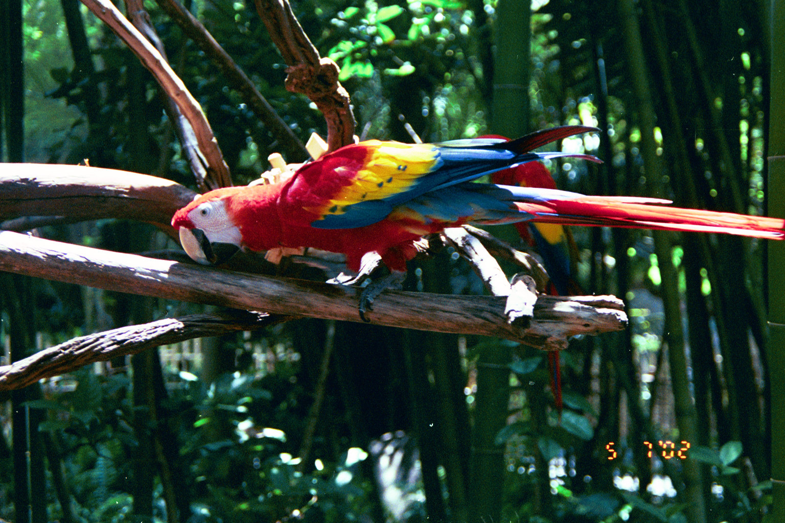 Busch Gardens