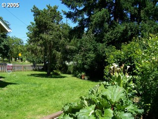 big old yard for the doggies