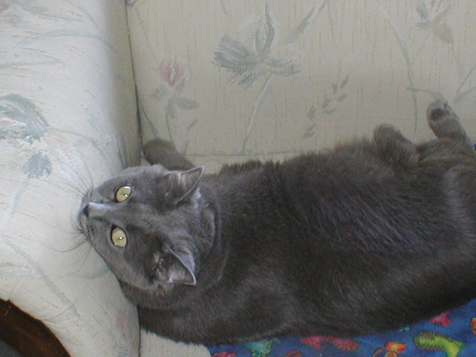 Mouse again, this time on the love seat.