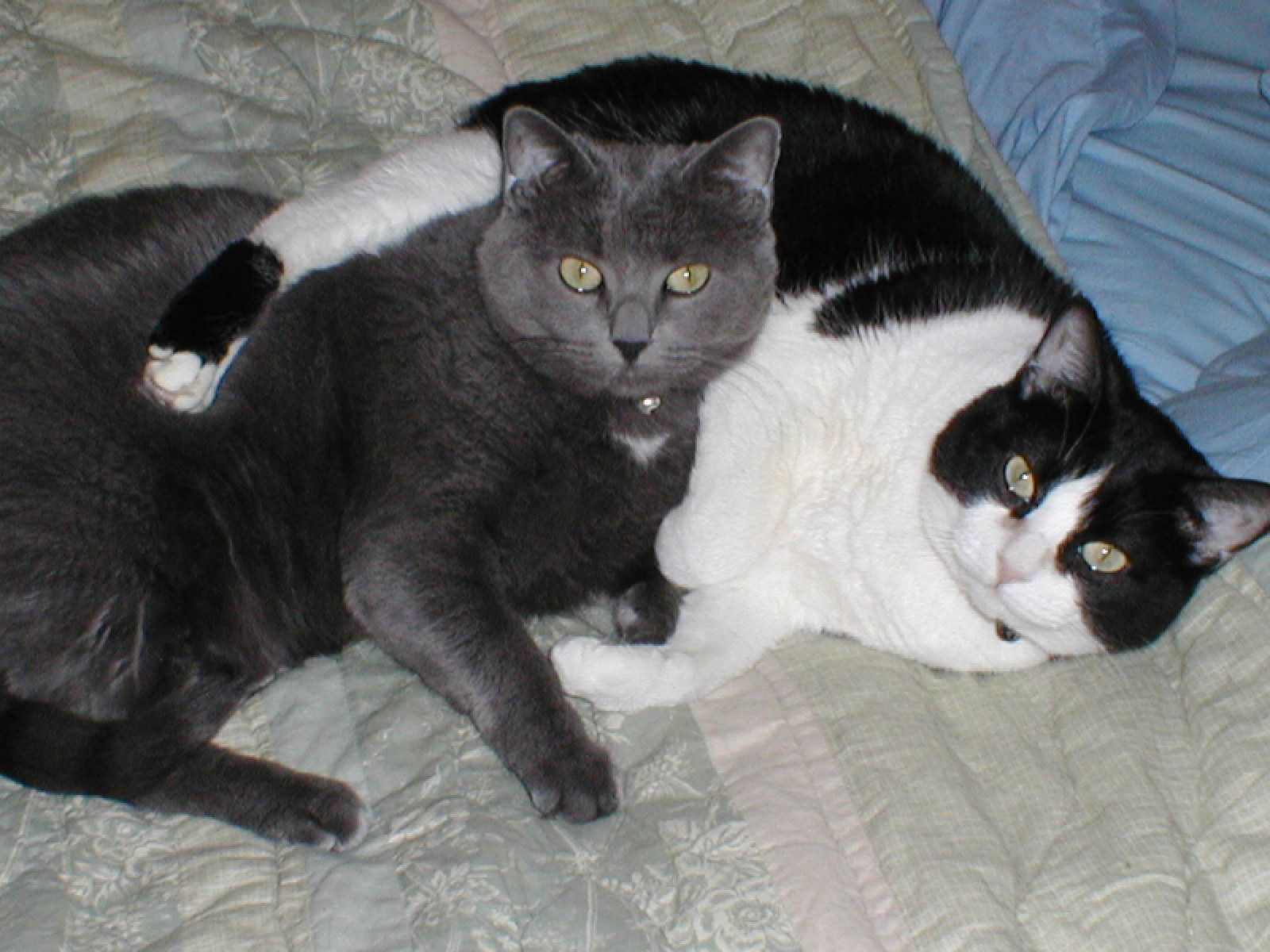 They get along great because they're sisters.
