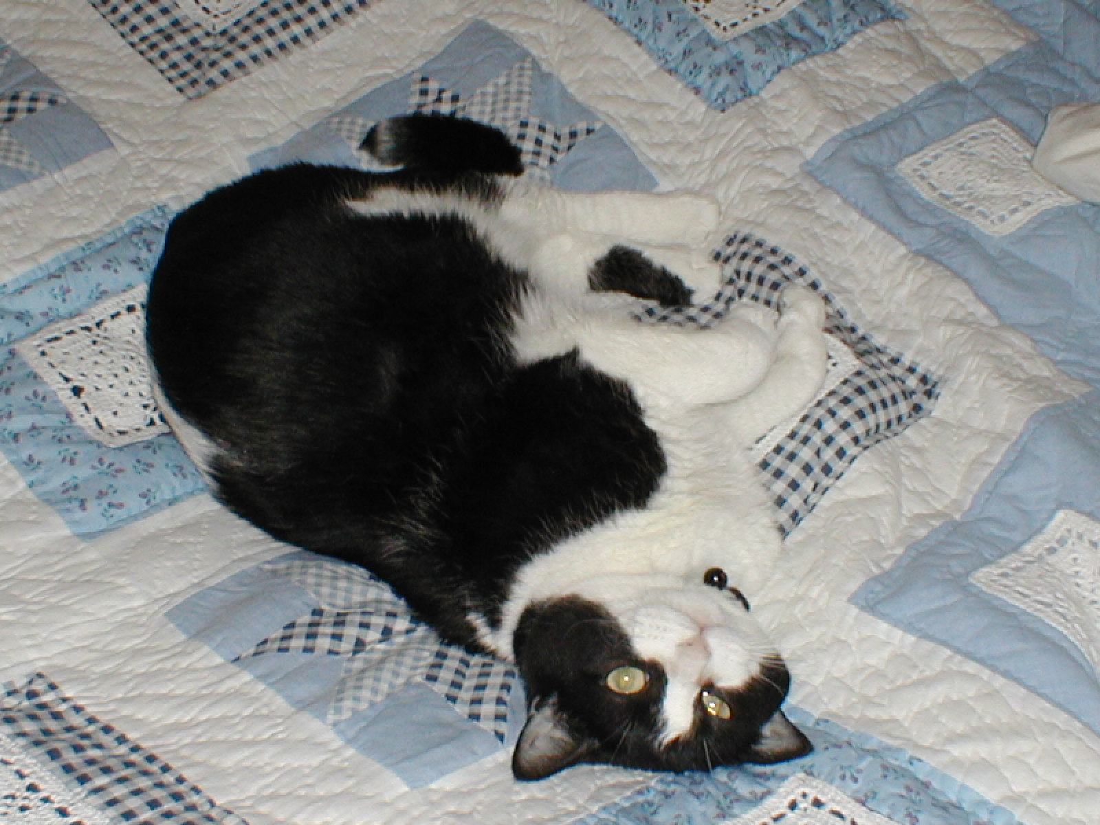 Pixel, in one of her favorite poses!