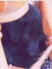 Myra at 9 weeks old