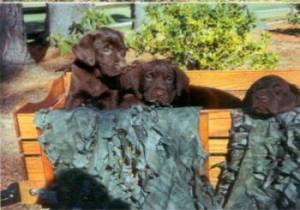 Sunshine & Beau puppies