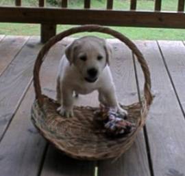 Virgil puppy