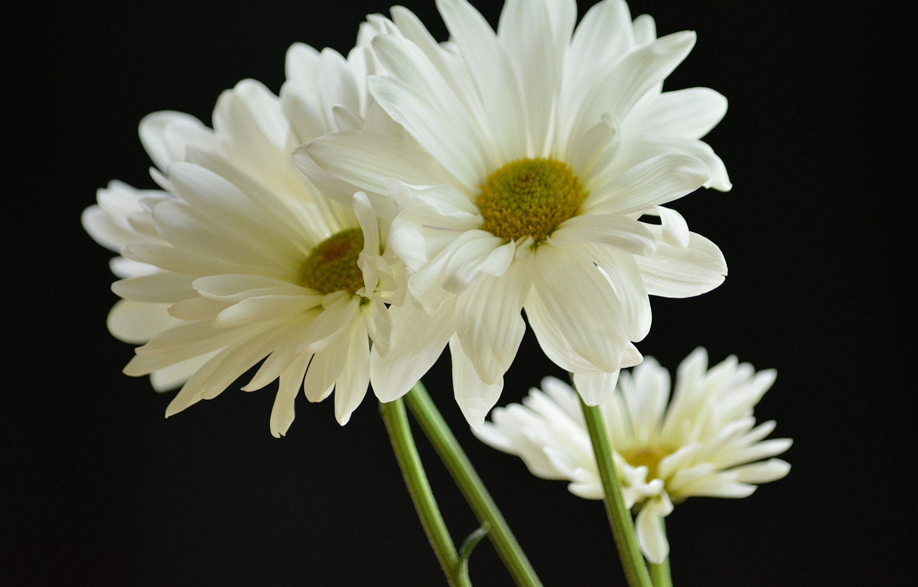daisies
