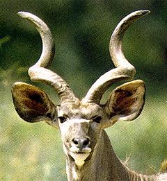 Kudu's