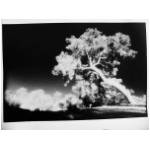 Infrared_02.jpg