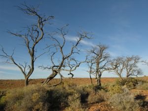 Station Creek 09