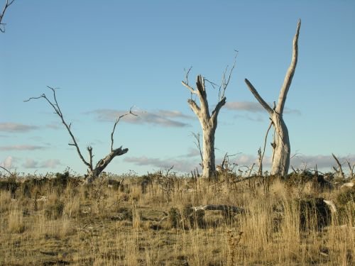 nimmitabelsnowgum01.jpg