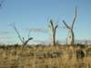 nimmitabelsnowgum01_small.jpg