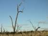nimmitabelsnowgum02_small.jpg
