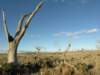 nimmitabelsnowgum03_small.jpg