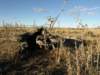 nimmitabelsnowgum04_small.jpg