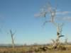 nimmitabelsnowgum05_small.jpg