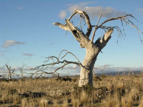nimmitabelsnowgum06.jpg