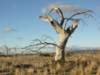 nimmitabelsnowgum06_small.jpg